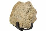 Fossil Hadrosaur Vertebra Section w/ Metal Stand - South Dakota #339873-1